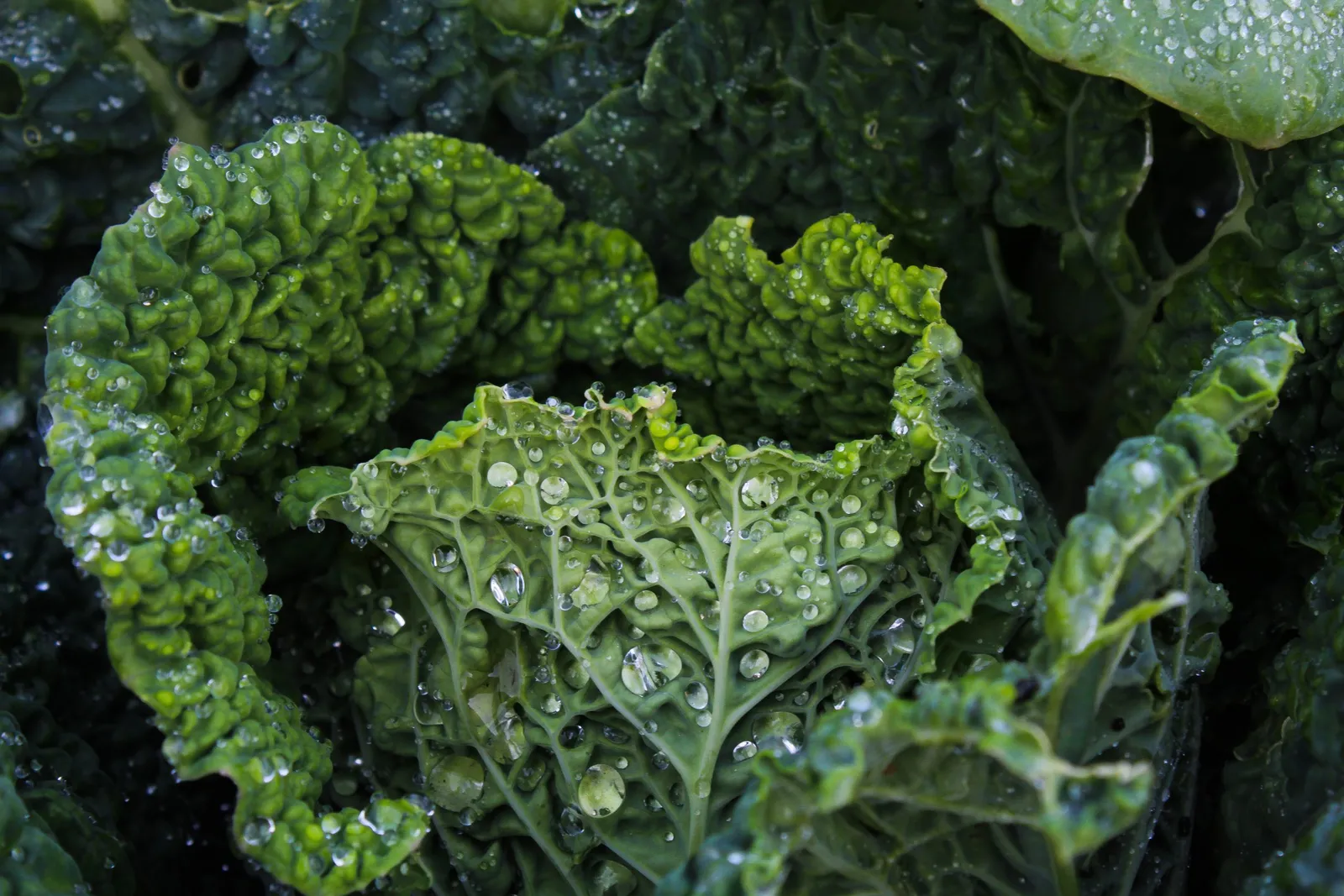 Hormones and gut health
