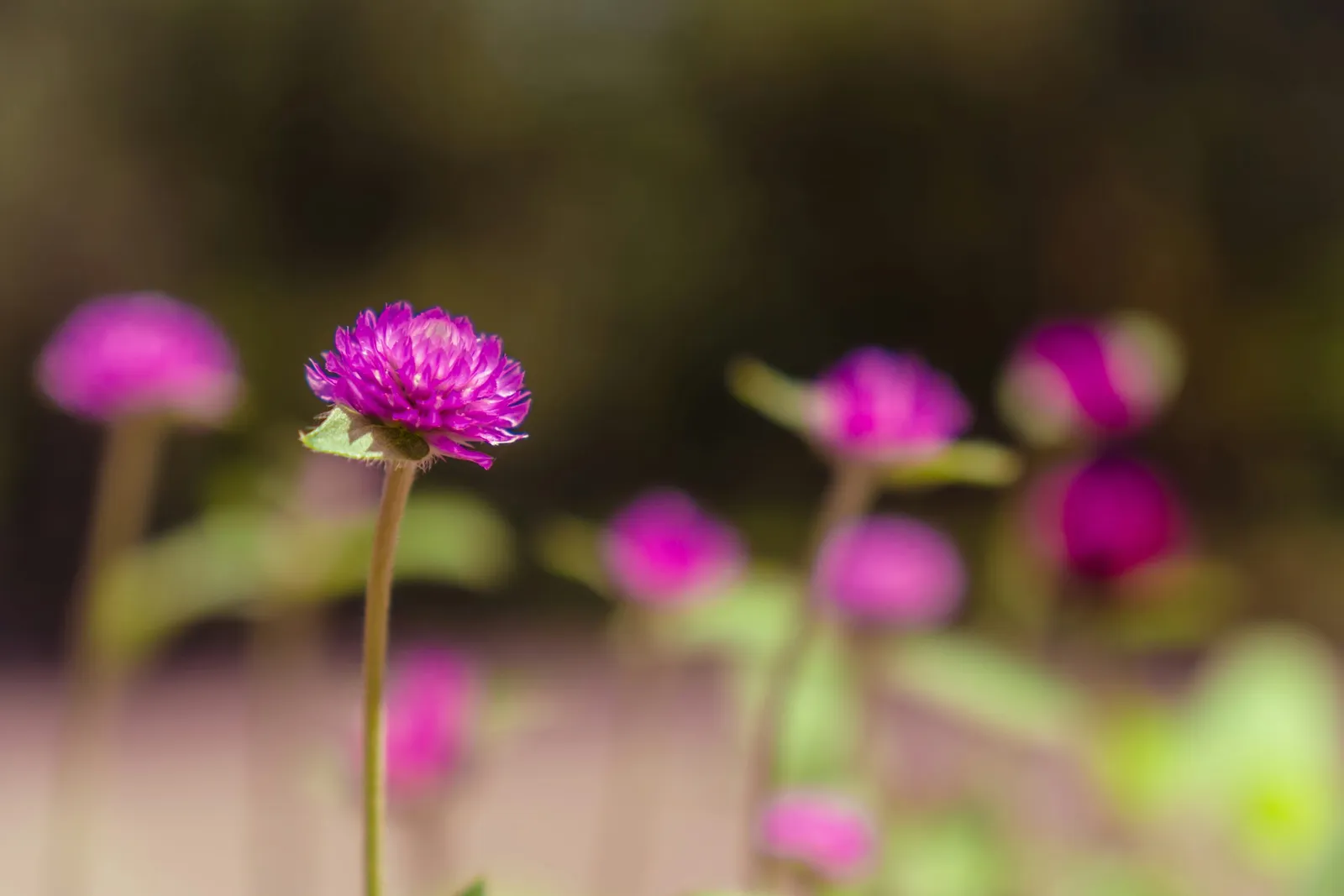 Symptoms of Oestrogen Dominance in Perimenopause